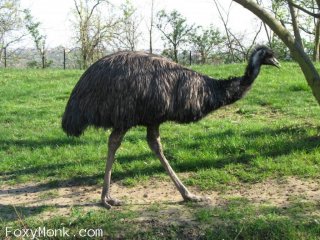 Emu australský