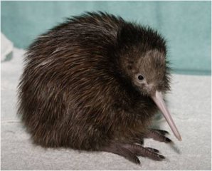 Kiwi